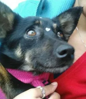 Cachorro raça srd idade 2 anos nome Neguinha