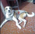 Bolinha