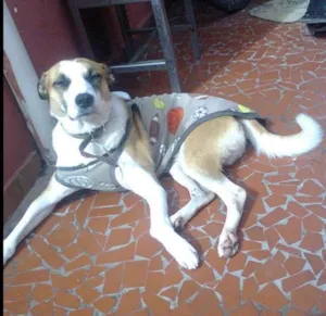 Cachorro raça srd idade 4 anos nome Bolinha