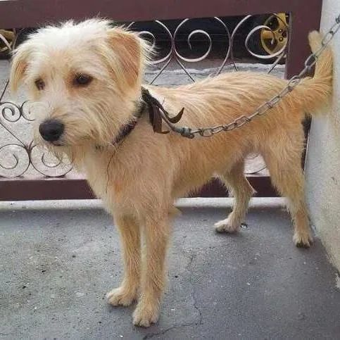 Cachorro ra a SRD idade 7 a 11 meses nome Bruce