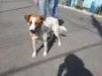 FIONA