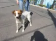 FIONA