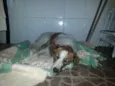 FIONA