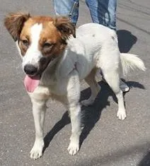 Cachorro ra a SRD idade 2 anos nome FIONA