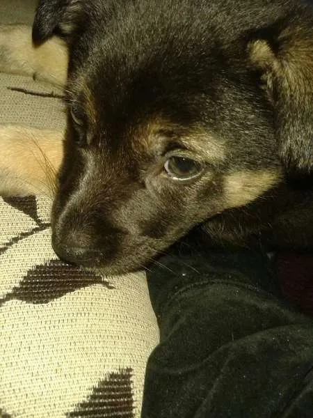 Cachorro ra a Labrador com rotwailler idade 2 a 6 meses nome PITUXA