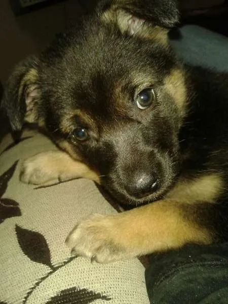 Cachorro ra a Labrador com rotwailler idade 2 a 6 meses nome PITUXA