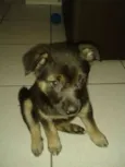 PITUXA