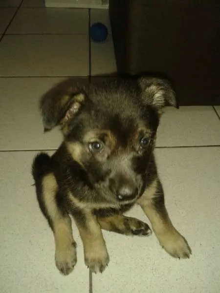 Cachorro ra a Labrador com rotwailler idade 2 a 6 meses nome PITUXA