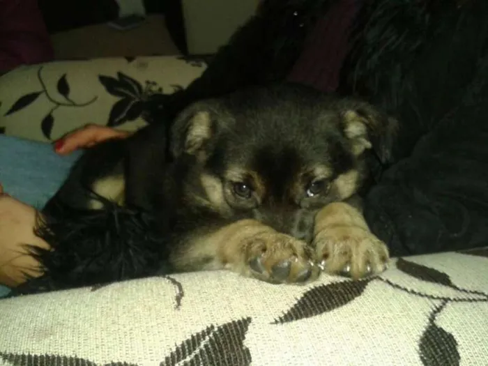 Cachorro ra a Labrador com rotwailler idade 2 a 6 meses nome PITUXA