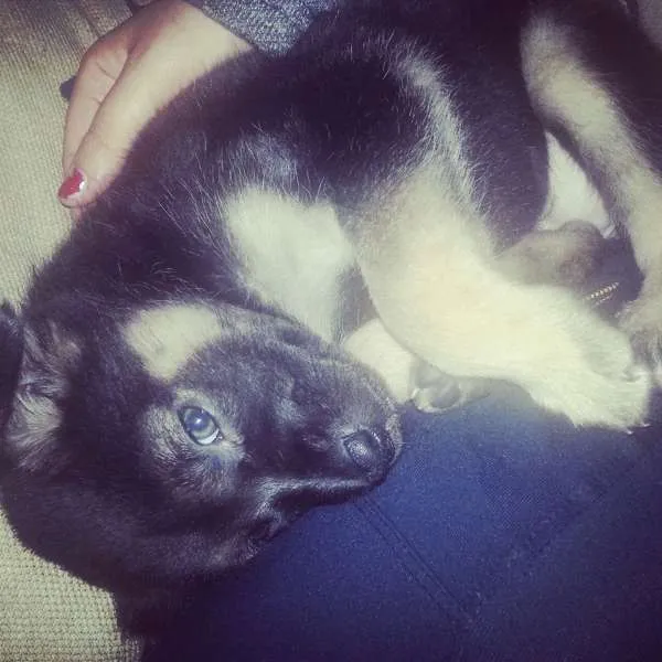 Cachorro ra a Labrador com rotwailler idade 2 a 6 meses nome PITUXA