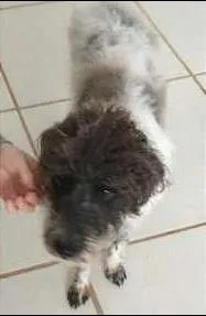 Cachorro raça Poodle idade 1 ano nome Não sei