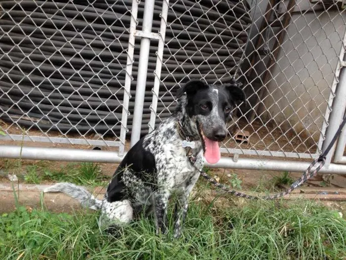 Cachorro ra a SRD idade 2 anos nome Armanii