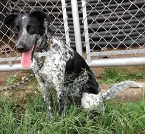 Cachorro raça SRD idade 2 anos nome Armanii