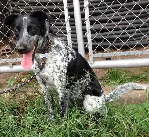 Cachorro ra a SRD idade 2 anos nome Armanii