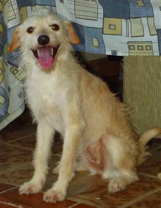 Cachorro ra a Poodle com Vira-lata idade  nome Morgana Estrela