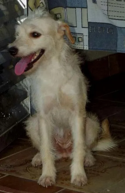 Cachorro ra a Poodle com Vira-lata idade  nome Morgana Estrela