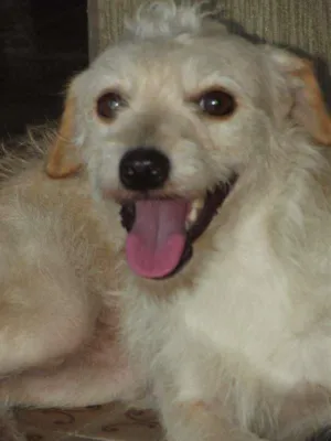 Cachorro raça Poodle com Vira-lata idade  nome Morgana Estrela