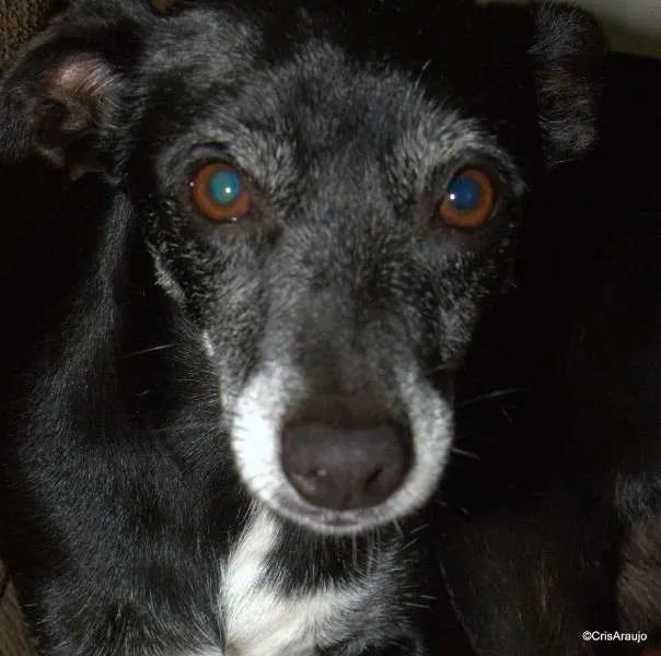 Cachorro ra a SRD idade 6 ou mais anos nome Nina GRATIFICA