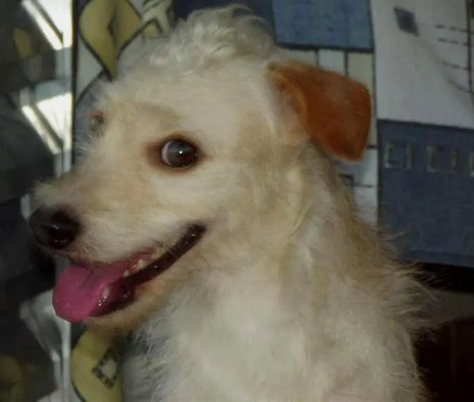 Cachorro ra a Poodle com Vira-lata idade  nome Morgana Estrela