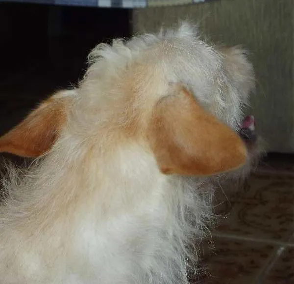 Cachorro ra a Poodle com Vira-lata idade  nome Morgana Estrela