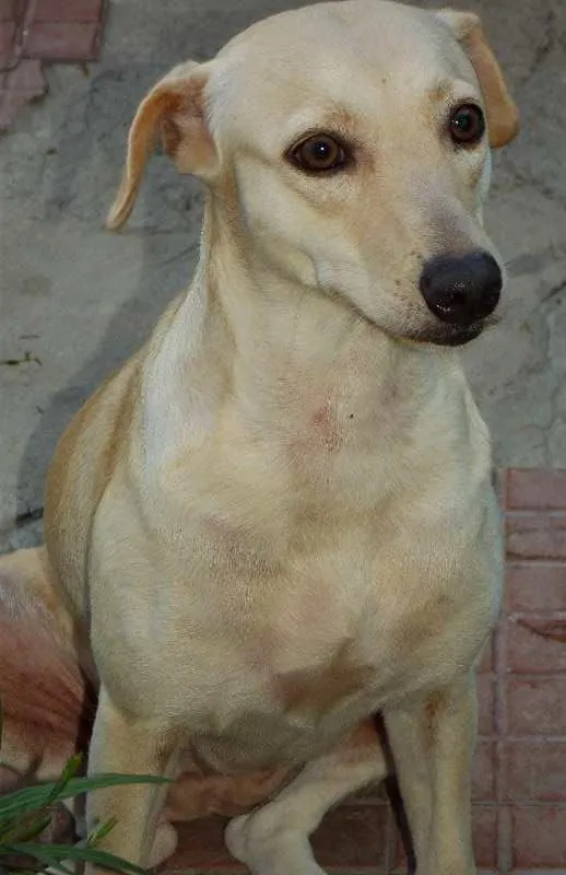 Cachorro ra a Vira-lata idade  nome Mel Estrela