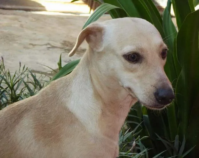 Cachorro ra a Vira-lata idade  nome Mel Estrela