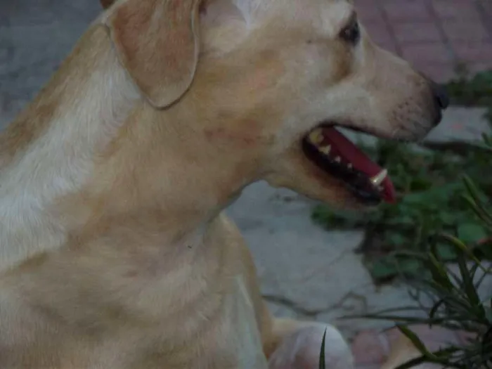Cachorro ra a Vira-lata idade  nome Mel Estrela