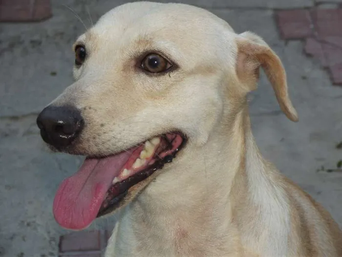 Cachorro ra a Vira-lata idade  nome Mel Estrela