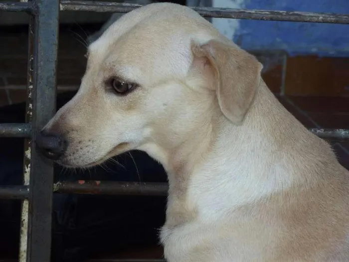 Cachorro ra a Vira-lata idade  nome Mel Estrela