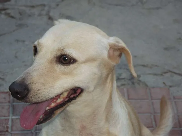 Cachorro ra a Vira-lata idade  nome Mel Estrela
