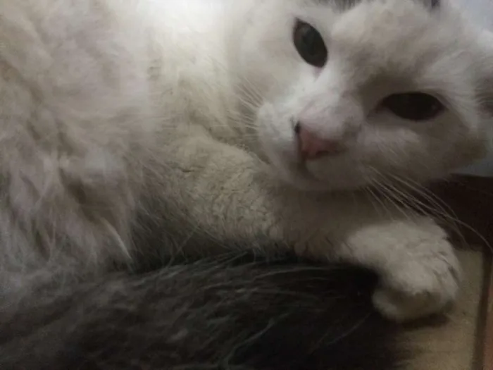Gato ra a SRD idade 7 a 11 meses nome Sem Nome