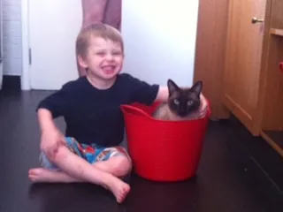 Gato raça siames idade 2 anos nome Killy