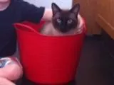 Gato raça siames idade 2 anos nome Killy