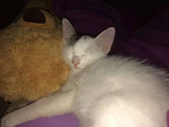 Gato ra a SRD idade 7 a 11 meses nome Sem Nome