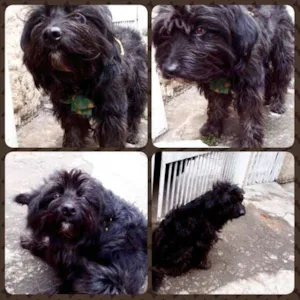 Cachorro raça  idade  nome Pretinha