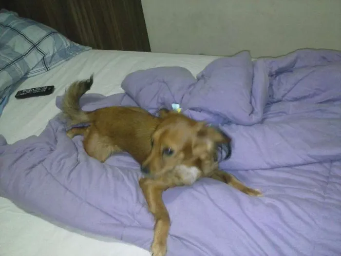 Cachorro ra a Mestiça idade 7 a 11 meses nome Peppa