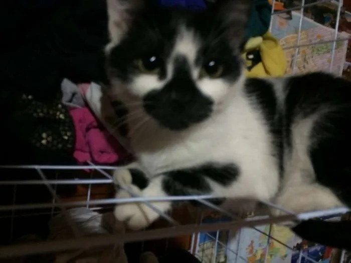 Gato ra a SRD idade 2 a 6 meses nome Sem Nome 