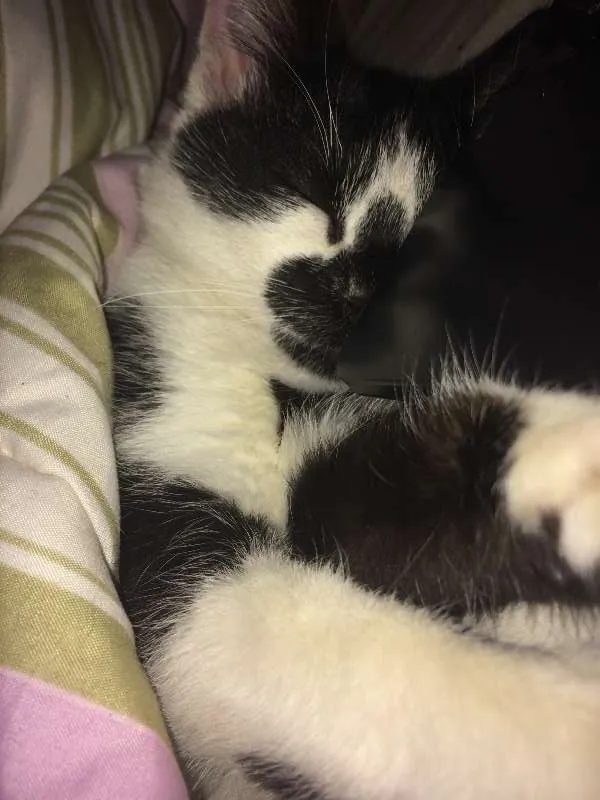 Gato ra a SRD idade 2 a 6 meses nome Sem Nome 