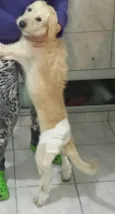 Pirulito