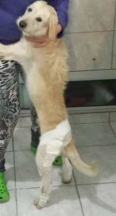 Cachorro ra a SRD idade 2 anos nome Pirulito