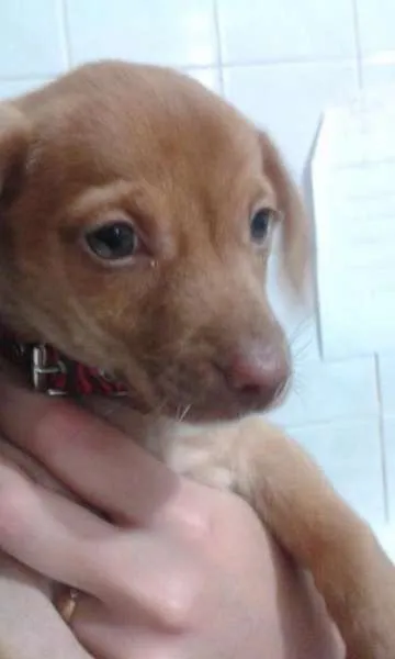 Cachorro ra a SRD idade 2 a 6 meses nome Fofa