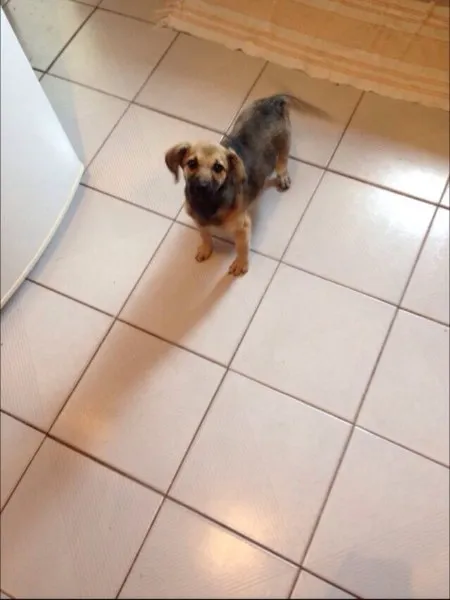 Cachorro ra a SRD idade Abaixo de 2 meses nome Catarina