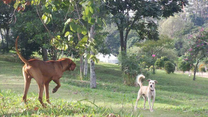 Cachorro ra a Vizsla idade 5 anos nome Paco