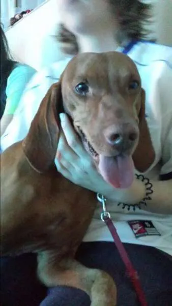 Cachorro ra a Vizsla idade 5 anos nome Paco