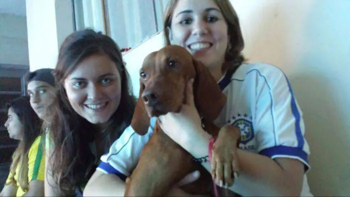 Cachorro ra a Vizsla idade 5 anos nome Paco