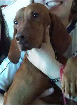 Cachorro raça Vizsla idade 5 anos nome Paco