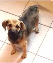 Cachorro raça SRD idade Abaixo de 2 meses nome Catarina