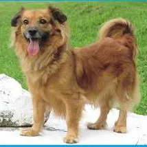 Cachorro ra a SRD idade 3 anos nome Amarelo