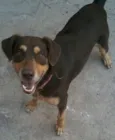 Cachorro raça Vira-lata  idade 4 anos nome Said