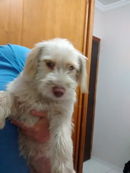 Cachorro ra a INDEFINIDA idade 2 anos nome SEM NOME